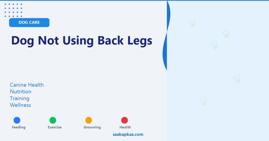 Dog Not Using Back Legs - saabapkaa.com