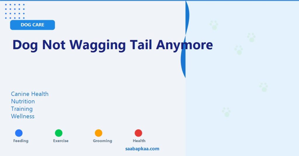 Dog Not Wagging Tail Anymore - saabapkaa.com