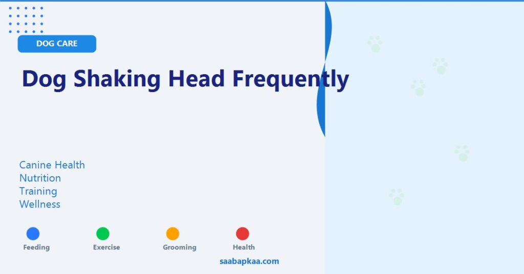 Dog Shaking Head Frequently - saabapkaa.com