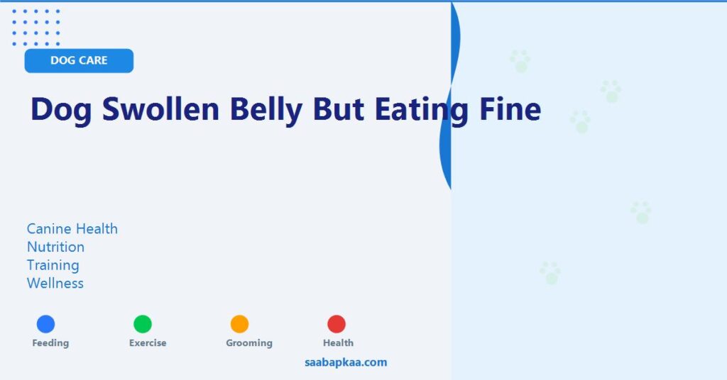 Dog Swollen Belly but Eating Fine - saabapkaa.com