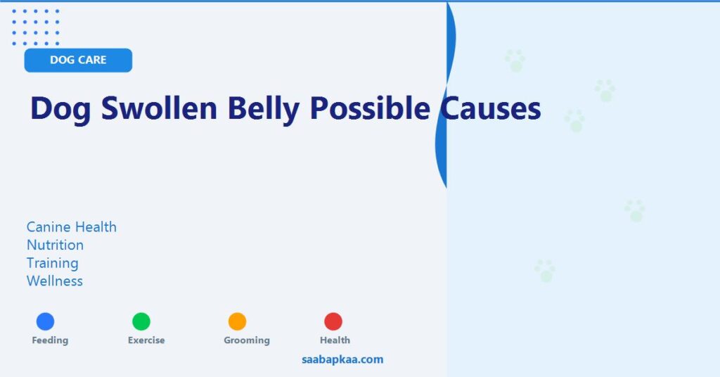 Dog Swollen Belly Possible Causes - saabapkaa.com