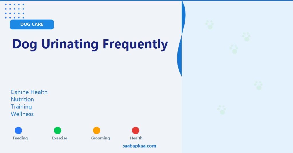 Dog Urinating Frequently - saabapkaa.com