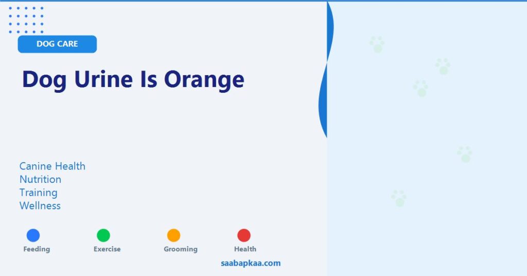 Dog Urine is Orange - saabapkaa.com