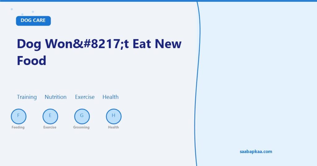 Dog Won’t Eat New Food - saabapkaa.com