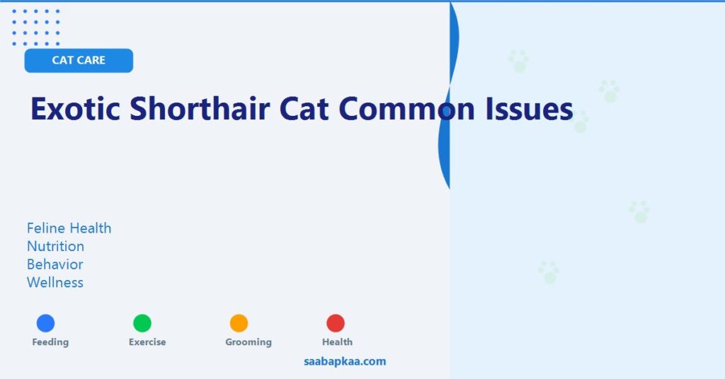 Exotic Shorthair Cat Common Issues - saabapkaa.com