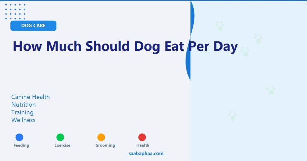 How Much Should Dog Eat Per Day - saabapkaa.com