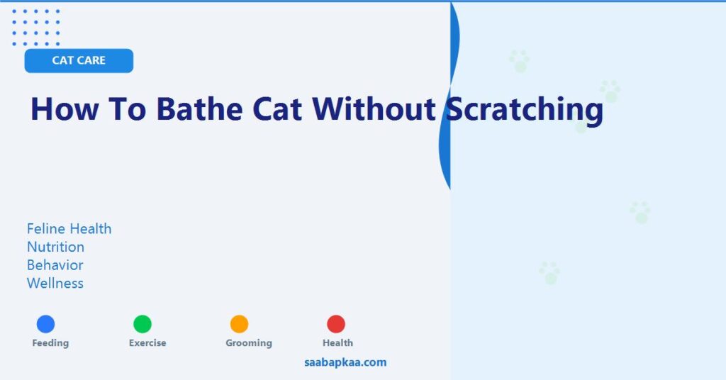 How To Bathe Cat Without Scratching - saabapkaa.com