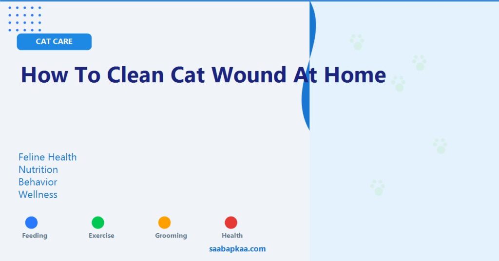 How To Clean Cat Wound At Home - saabapkaa.com