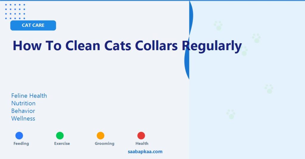How To Clean Cats Collars Regularly - saabapkaa.com