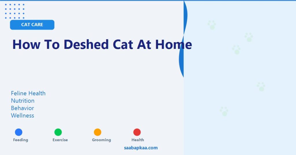 How To Deshed Cat At Home - saabapkaa.com