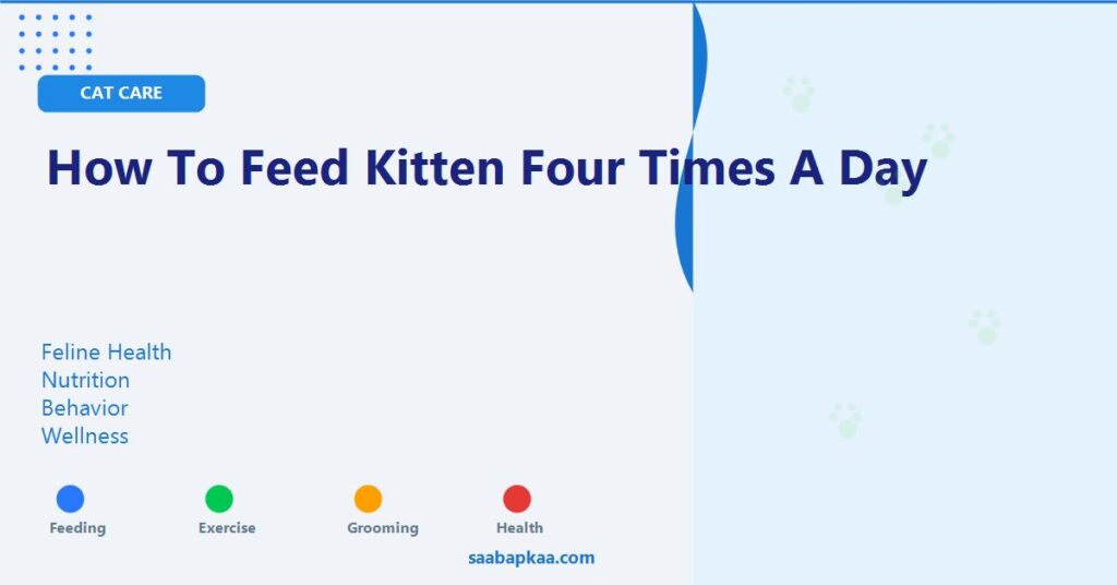 How To Feed Kitten Four Times A Day - saabapkaa.com
