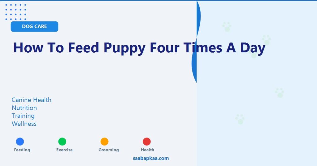 How to Feed Puppy Four Times a Day - saabapkaa.com