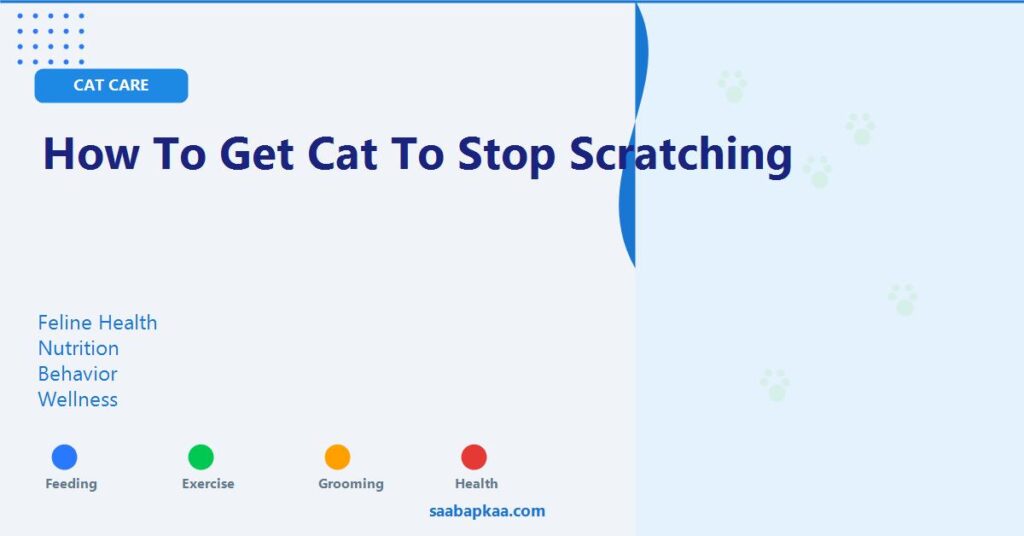 How To Get Cat To Stop Scratching - saabapkaa.com