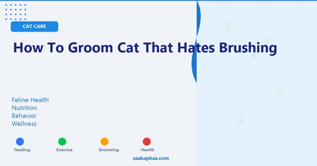 How To Groom Cat That Hates Brushing - saabapkaa.com