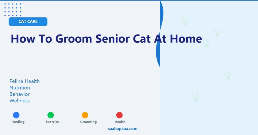 How To Groom Senior Cat At Home - saabapkaa.com