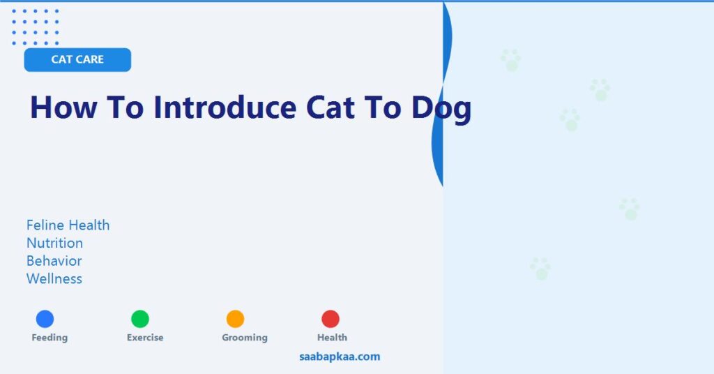 How To Introduce Cat To Dog - saabapkaa.com