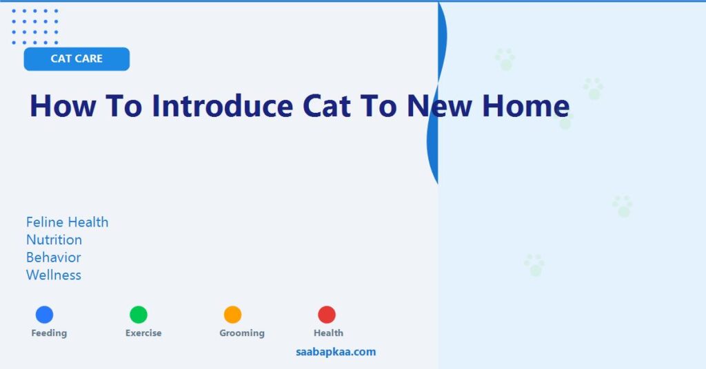 How To Introduce Cat To New Home - saabapkaa.com