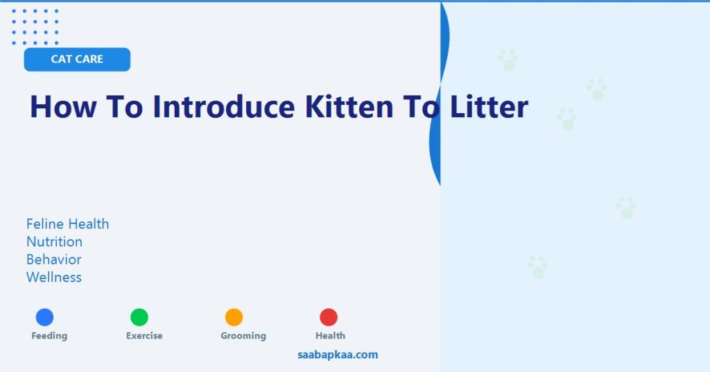 How To Introduce Kitten To Litter - saabapkaa.com