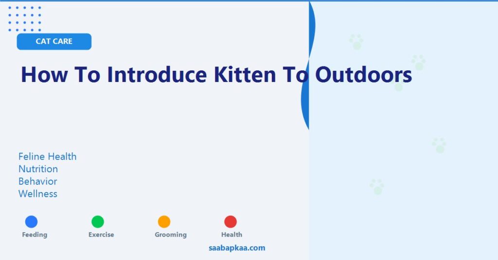 How To Introduce Kitten To Outdoors - saabapkaa.com