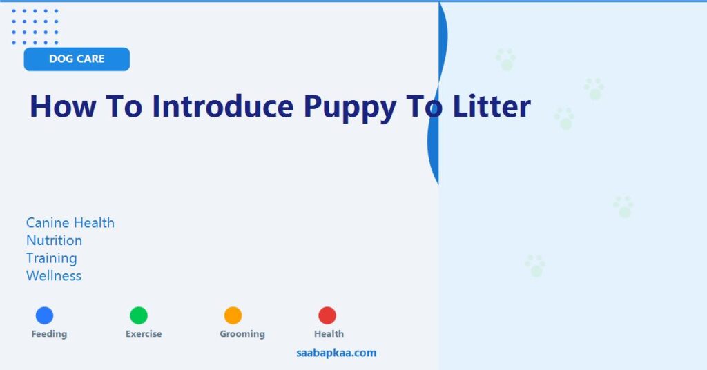 How to Introduce Puppy to Litter - saabapkaa.com