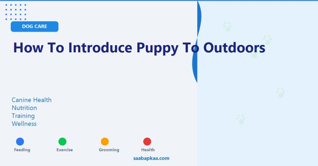 How to Introduce Puppy to Outdoors - saabapkaa.com