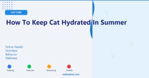 How to Keep Cat Hydrated in Summer - saabapkaa.com