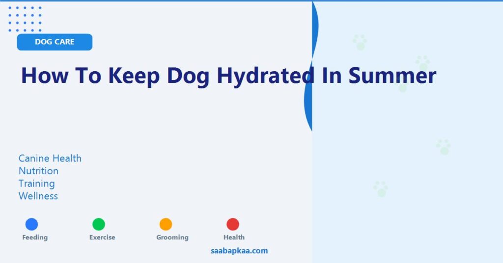 How to Keep Dog Hydrated in Summer - saabapkaa.com