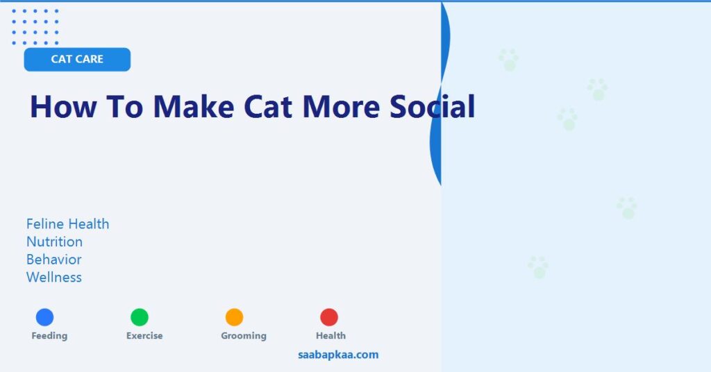 How To Make Cat More Social - saabapkaa.com