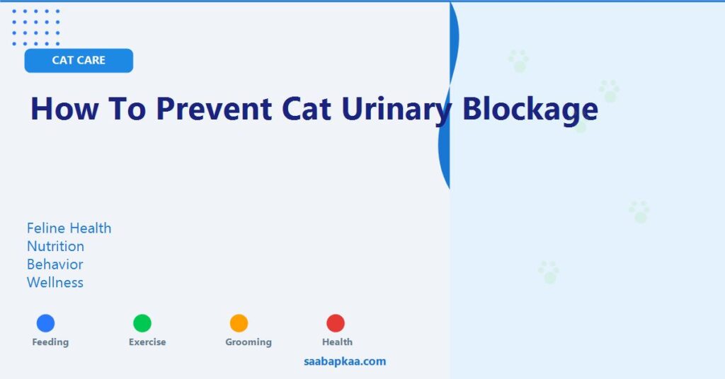 How To Prevent Cat Urinary Blockage - saabapkaa.com