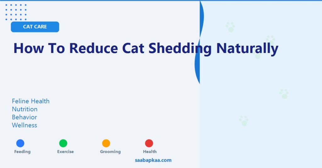 How To Reduce Cat Shedding Naturally - saabapkaa.com