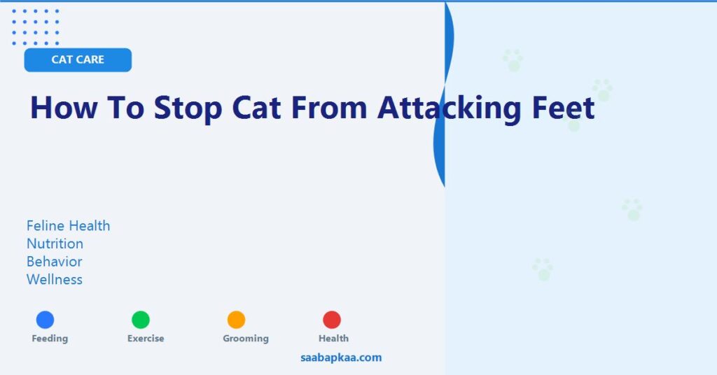 How To Stop Cat From Attacking Feet - saabapkaa.com