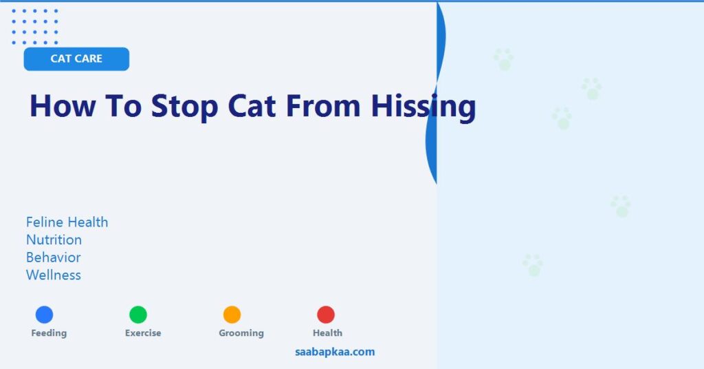 How To Stop Cat From Hissing - saabapkaa.com