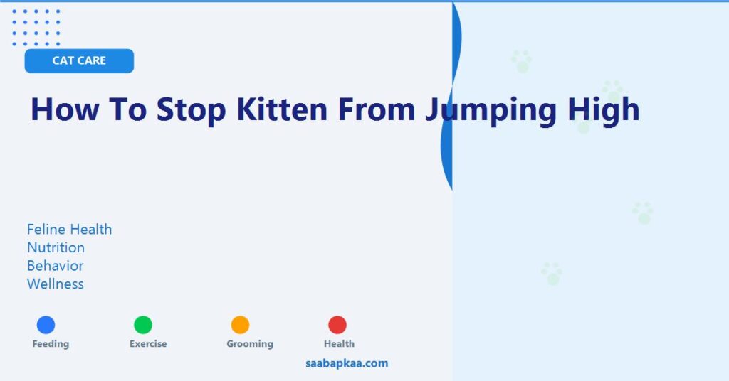 How To Stop Kitten From Jumping High - saabapkaa.com