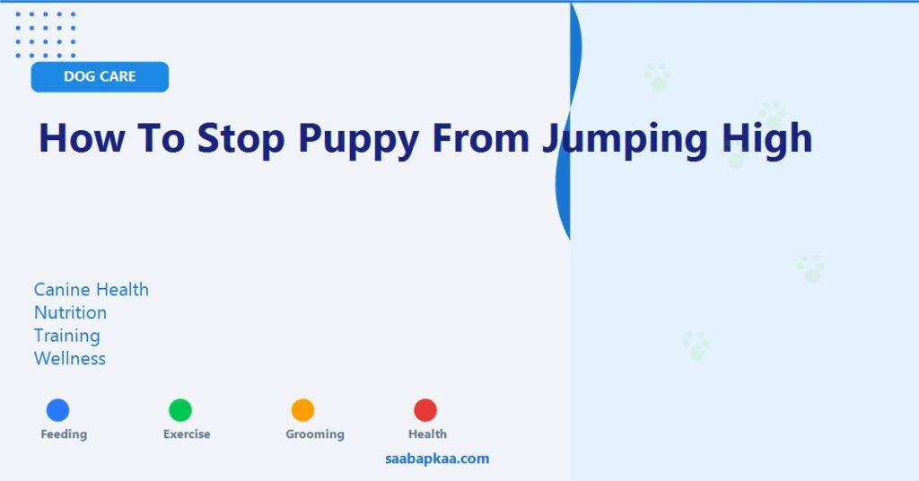 How to Stop Puppy From Jumping High - saabapkaa.com