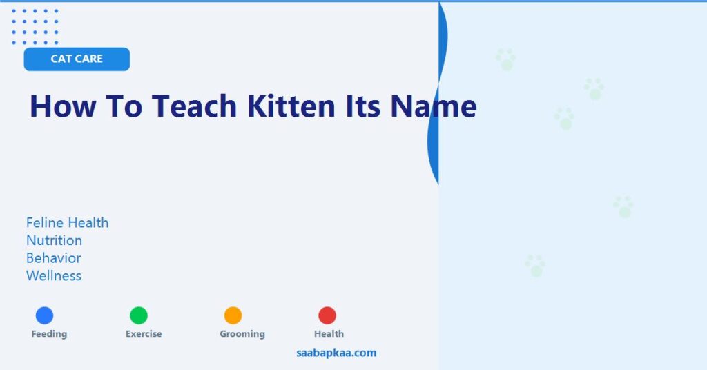 How To Teach Kitten Its Name - saabapkaa.com
