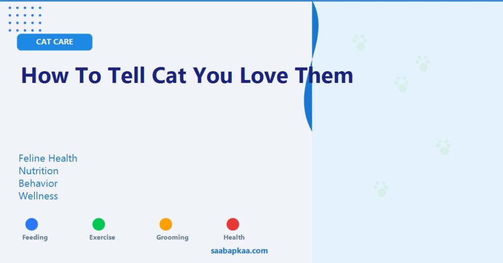 How To Tell Cat You Love Them - saabapkaa.com