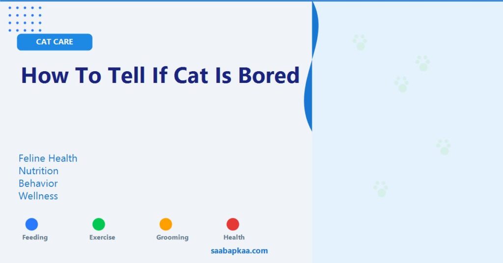 How To Tell If Cat Is Bored - saabapkaa.com