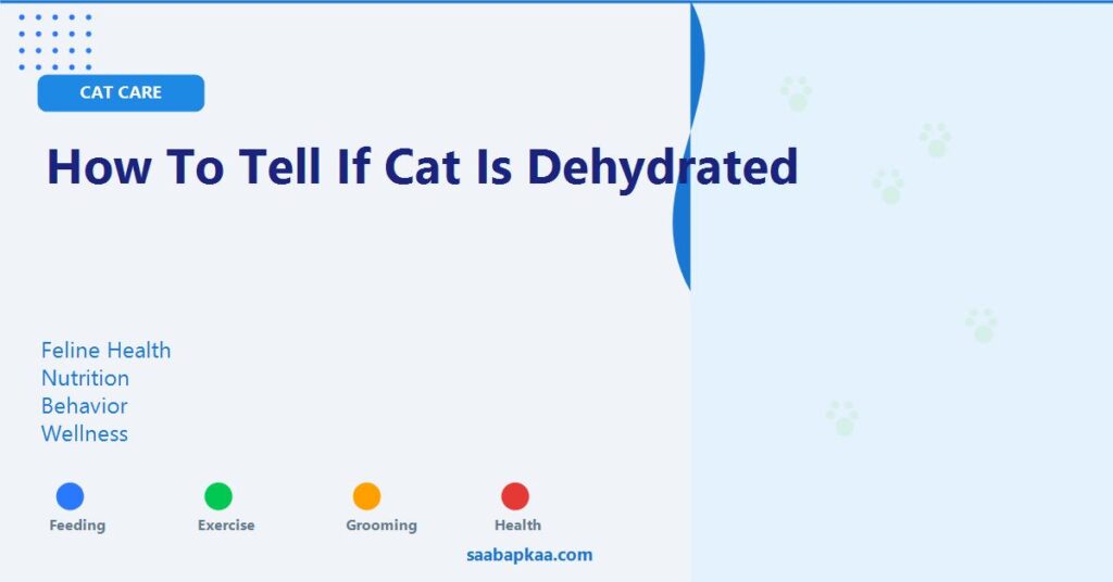 How To Tell If Cat Is Dehydrated - saabapkaa.com