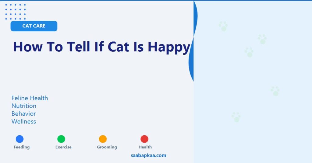 How To Tell If Cat Is Happy - saabapkaa.com