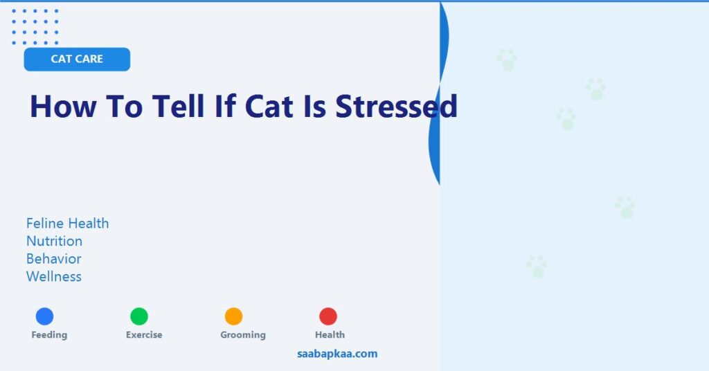 How To Tell If Cat Is Stressed - saabapkaa.com