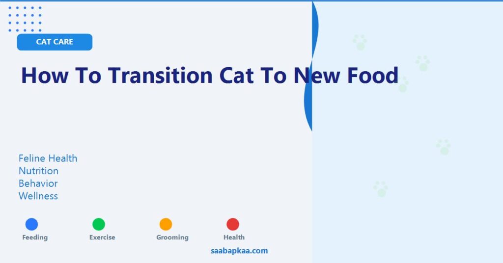 How To Transition Cat To New Food - saabapkaa.com