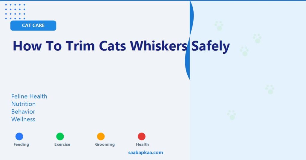 How To Trim Cats Whiskers Safely - saabapkaa.com