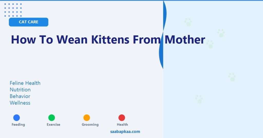 How To Wean Kittens From Mother - saabapkaa.com