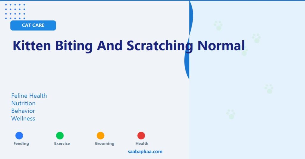Kitten Biting And Scratching Normal - saabapkaa.com