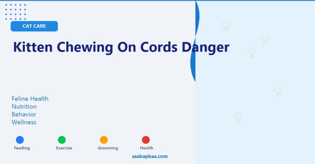 Kitten Chewing On Cords Danger - saabapkaa.com