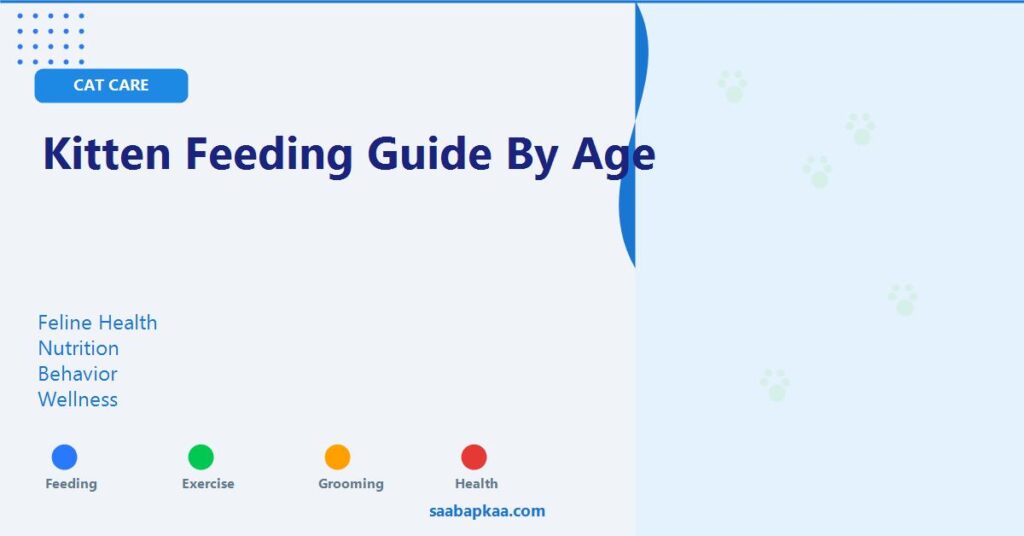 Kitten Feeding Guide By Age - saabapkaa.com