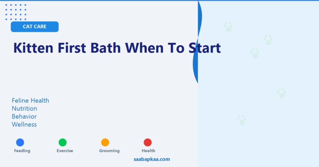 Kitten First Bath When To Start - saabapkaa.com