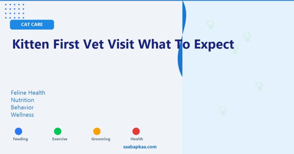 Kitten First Vet Visit What To Expect - saabapkaa.com