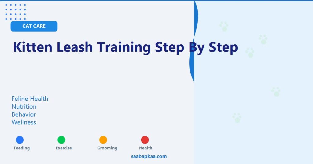 Kitten Leash Training Step By Step - saabapkaa.com