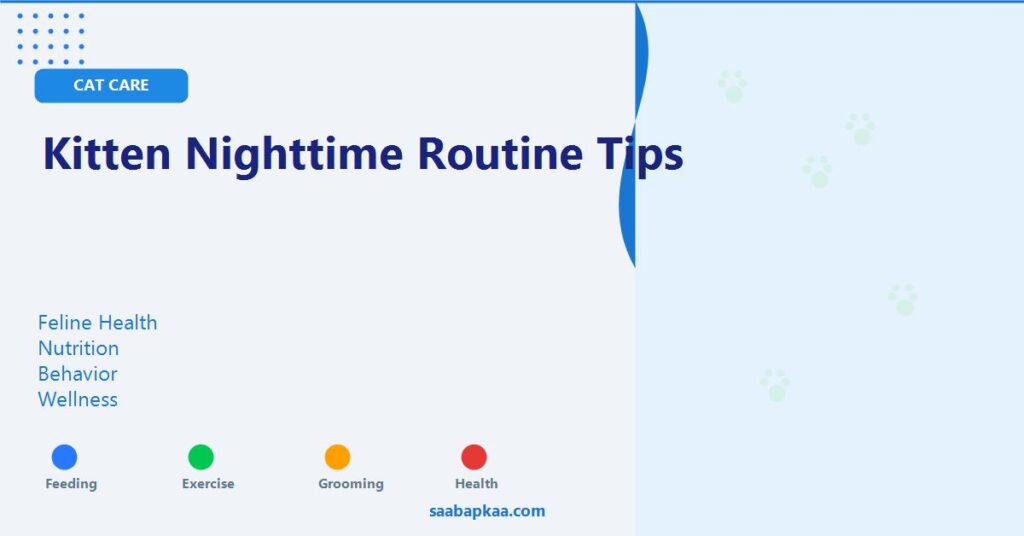 Kitten Nighttime Routine Tips - saabapkaa.com